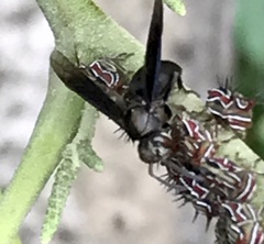 Parachartergus fraternus