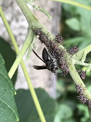 Parachartergus fraternus