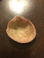Semele rupicola