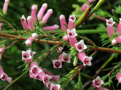 Erica cyrilliflora