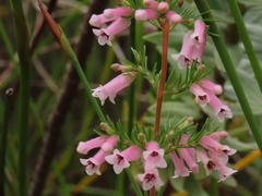 Erica cyrilliflora