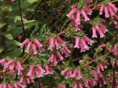 Erica cyrilliflora