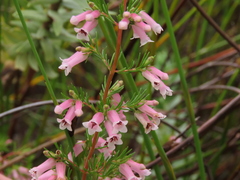 Erica cyrilliflora
