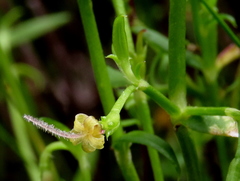 Carpacoce spermacocea