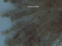 Aleurodiscus aurantius