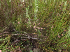 Erica cyrilliflora