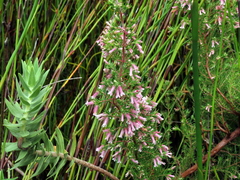 Erica cyrilliflora