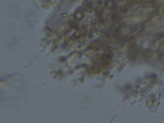Aleurodiscus aurantius