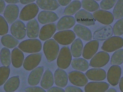 Aleurodiscus aurantius