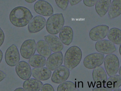 Aleurodiscus aurantius