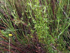 Carpacoce spermacocea