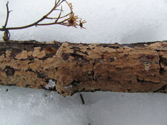 Aleurodiscus aurantius