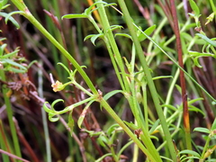 Carpacoce spermacocea