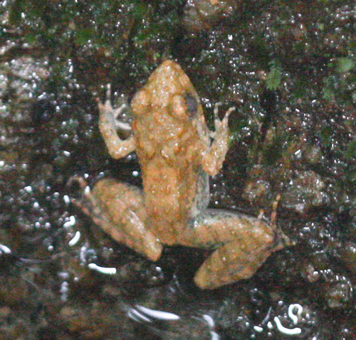Limnonectes blythii