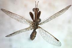 Dicromantispa gracilis