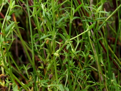 Carpacoce spermacocea