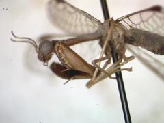 Dicromantispa gracilis