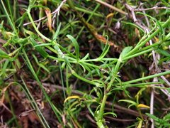 Carpacoce spermacocea