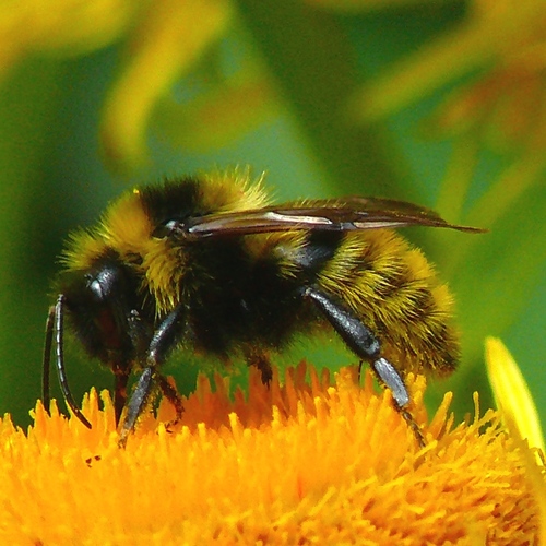 Field Cuckoo Bumble bee