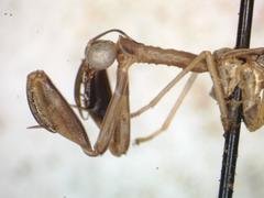 Dicromantispa gracilis