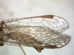 Dicromantispa gracilis