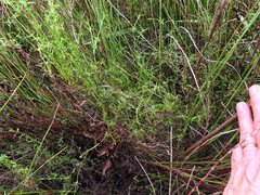 Carpacoce spermacocea