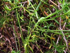 Carpacoce spermacocea
