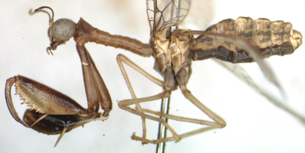 Dicromantispa gracilis