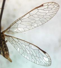 Dicromantispa gracilis