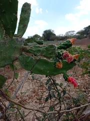 Opuntia dejecta