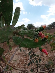 Opuntia dejecta
