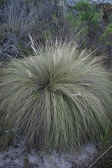 Aristida diffusa diffusa