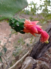 Opuntia dejecta