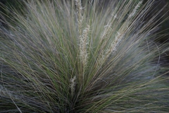 Aristida diffusa diffusa