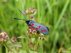 Zygaena dorycnii