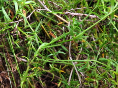 Carpacoce spermacocea