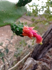 Opuntia dejecta