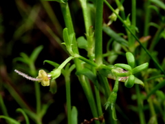 Carpacoce spermacocea