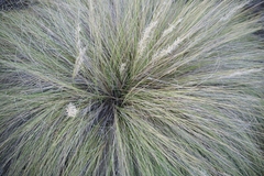 Aristida diffusa diffusa