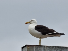 Larus dominicanus