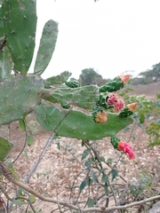 Opuntia dejecta