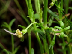 Carpacoce spermacocea