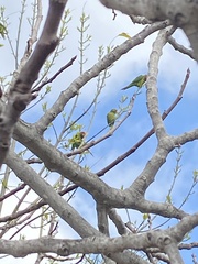 Psittacara erythrogenys