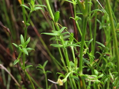 Carpacoce spermacocea
