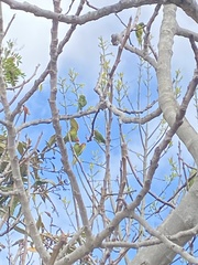 Psittacara erythrogenys