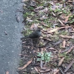 Junco hyemalis