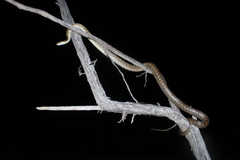 Pseudelaphe flavirufa