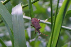 Coreus marginatus