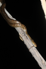 Pseudelaphe flavirufa