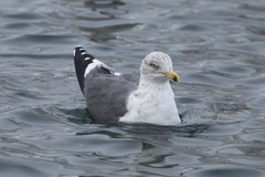 Larus fuscus